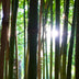Cinematic Costa Rica Tarrazu-Limited Edition-Medium